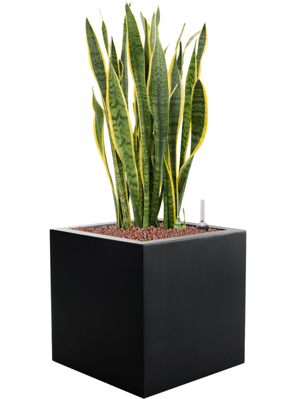 Sansevieria trifasciata 'Laurentii' en Argento, Luca Lifestyle