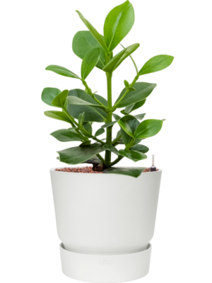 Clusia rosea 'Princess' en Greenville