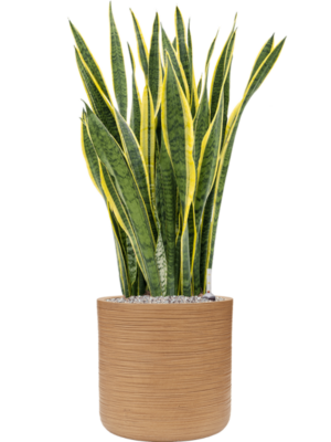 Sansevieria trifasciata 'Laurentii' en Baq Dune