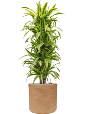 Dracaena fragrans 'Lemon Lime' en Baq Dune