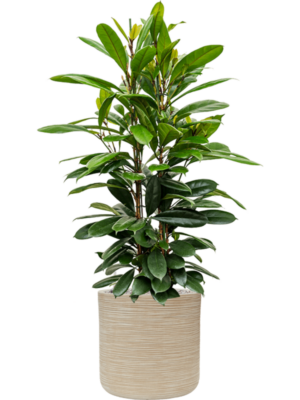 Ficus cyathistipula en Baq Dune