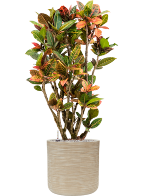 Croton (Codiaeum) variegatum 'Petra' en Baq Dune