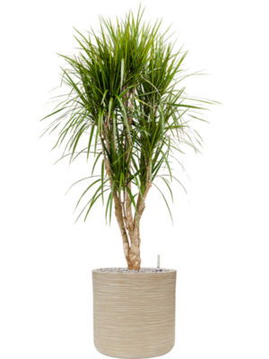 Dracaena marginata en Baq Dune