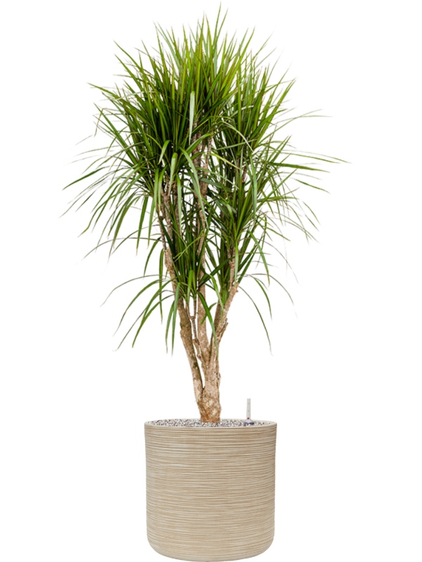 Dracaena marginata en Baq Dune
