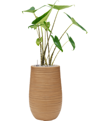 Alocasia zebrina en Baq Dune