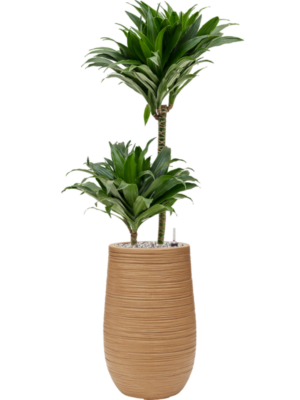 Dracaena fragrans 'Compacta' en Baq Dune