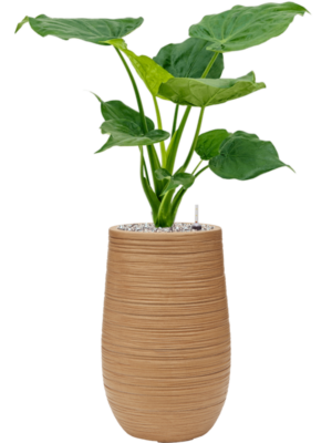 Alocasia cucullata en Baq Dune