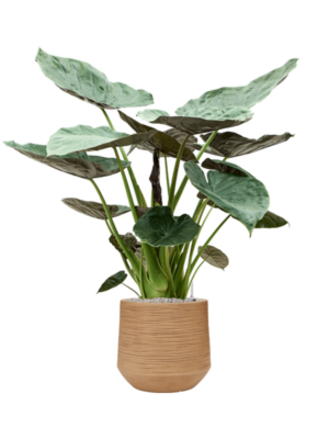 Alocasia Wentii en Baq Dune