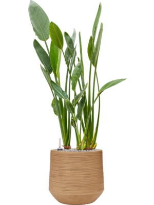 Strelitzia reginae en Baq Dune