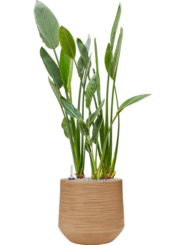 Strelitzia reginae en Baq Dune