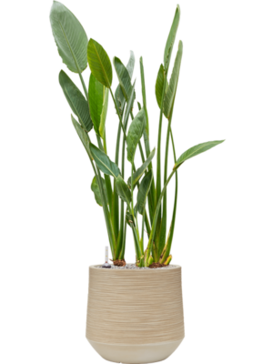 Strelitzia reginae en Baq Dune
