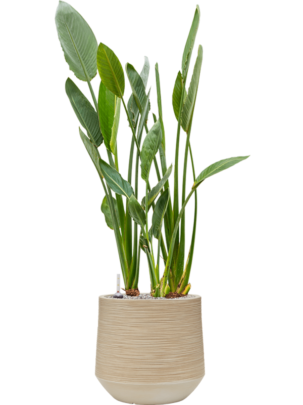 Strelitzia reginae en Baq Dune