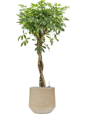 Schefflera arboricola 'Gold Capella' en Baq Dune