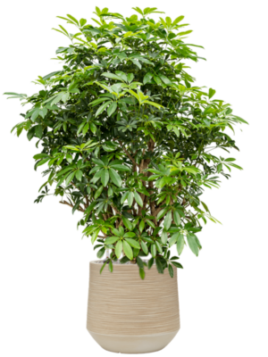 Schefflera arboricola 'Compacta' en Baq Dune