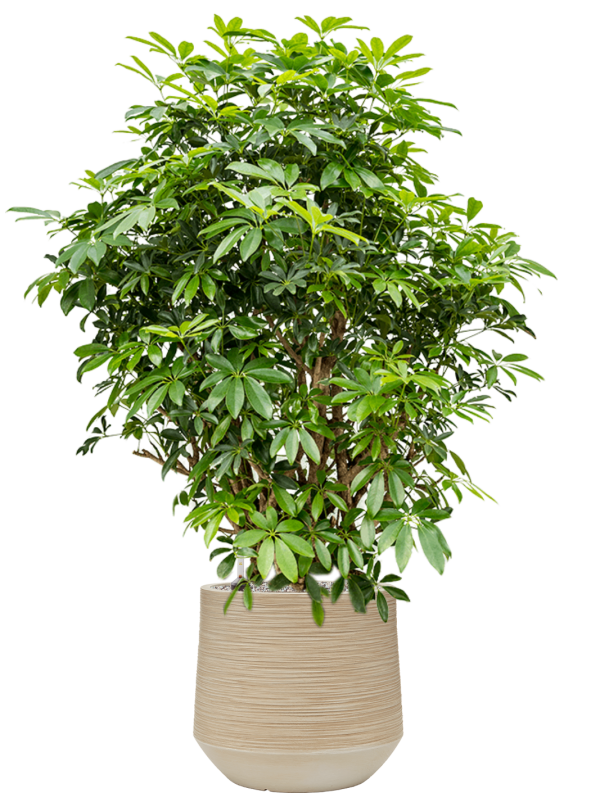Schefflera arboricola 'Compacta' en Baq Dune