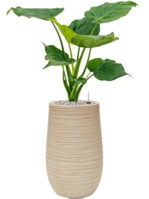 Alocasia cucullata en Baq Dune