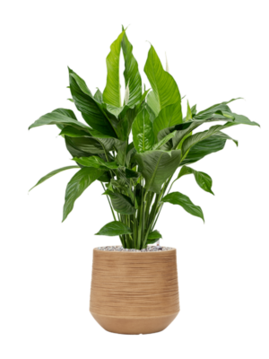 Spathiphyllum 'Sweet Lauretta' en Baq Dune