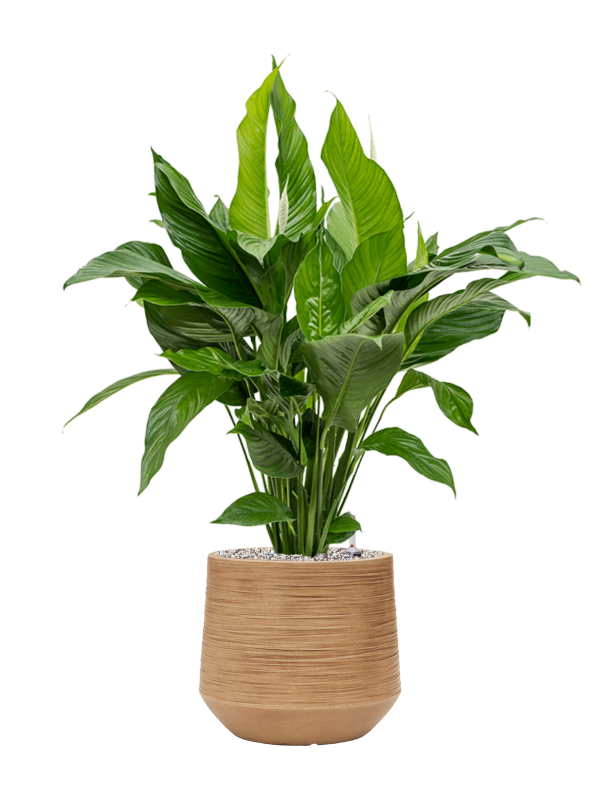 Spathiphyllum 'Sweet Lauretta' en Baq Dune