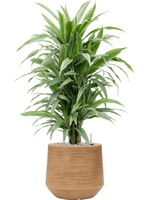Dracaena deremensis 'Warneckei' en Baq Dune