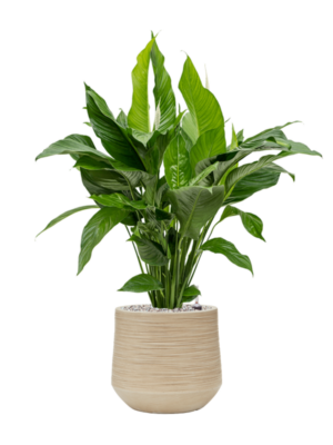 Spathiphyllum 'Sweet Lauretta' en Baq Dune