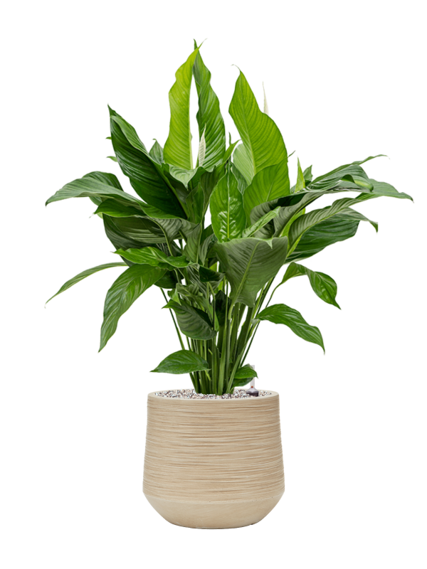 Spathiphyllum 'Sweet Lauretta' en Baq Dune