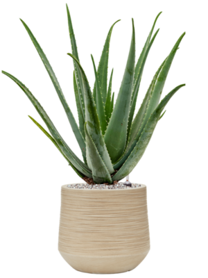 Aloe vera barbadensis en Baq Dune
