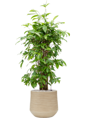 Dracaena surculosa (90-120) en Baq Dune