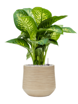 Dieffenbachia seguine 'Reeva' en Baq Dune