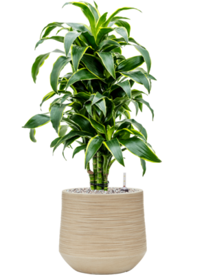 Dracaena fragrans 'Dorado' en Baq Dune