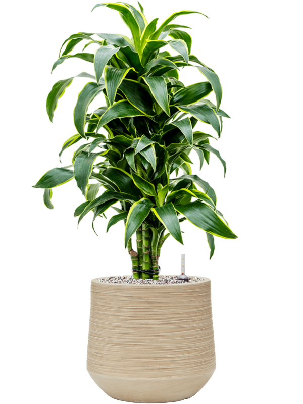 Dracaena fragrans 'Dorado' en Baq Dune