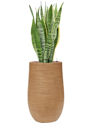 Sansevieria trifasciata 'Laurentii' en Baq Dune