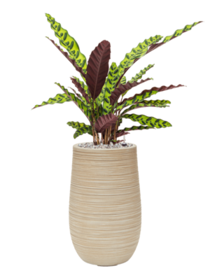 Calathea insignis en Baq Dune