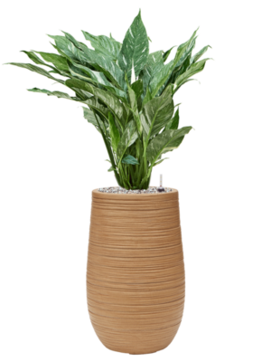 Spathiphyllum 'Diamond' en Baq Dune