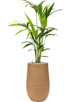 Kentia (Howea) forsteriana en Baq Dune