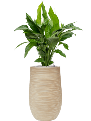 Spathiphyllum 'Sweet Lauretta' en Baq Dune