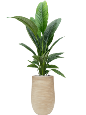 Spathiphyllum 'Sensation' en Baq Dune