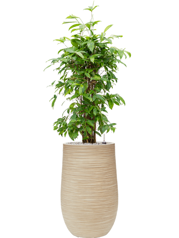 Dracaena surculosa (90-120) en Baq Dune