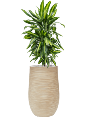 Dracaena fragrans 'Cintho' en Baq Dune