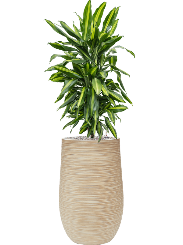 Dracaena fragrans 'Cintho' en Baq Dune