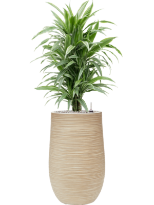 Dracaena deremensis 'Warneckei' en Baq Dune