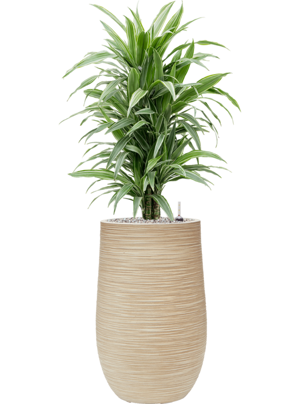Dracaena deremensis 'Warneckei' en Baq Dune