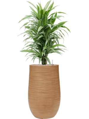 Dracaena deremensis 'Warneckei' en Baq Dune