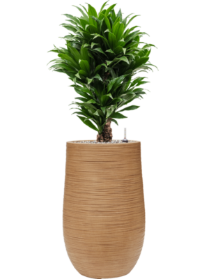 Dracaena fragrans 'Compacta' en Baq Dune