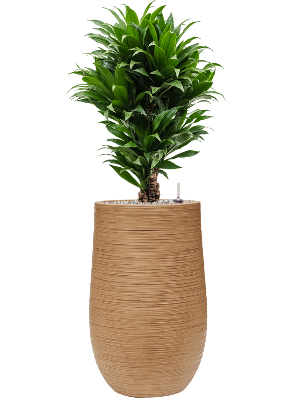 Dracaena fragrans 'Compacta' en Baq Dune