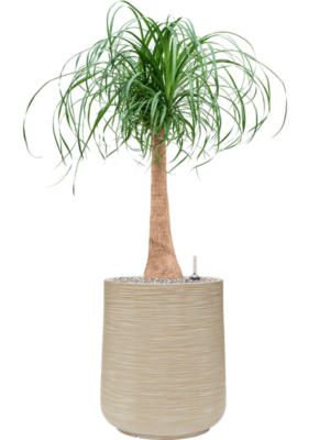 Beaucarnea recurvata en Baq Dune