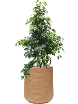 Ficus benjamina 'Danielle' en Baq Dune