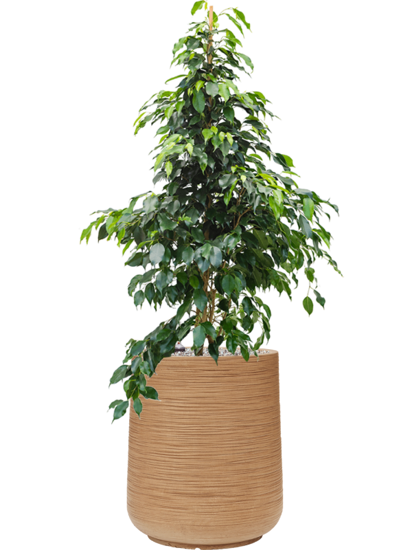 Ficus benjamina 'Danielle' en Baq Dune