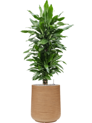 Dracaena fragrans 'Janet Lind' en Baq Dune