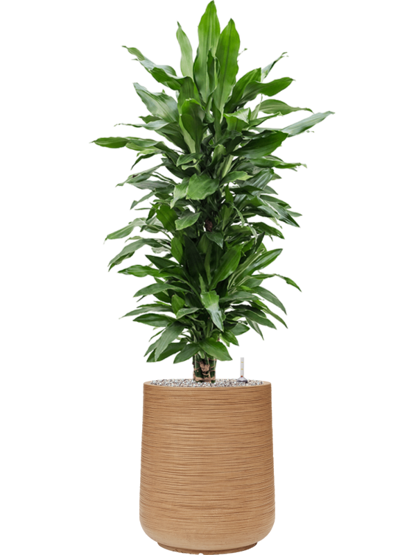 Dracaena fragrans 'Janet Lind' en Baq Dune