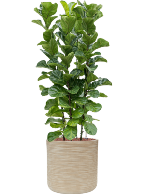 Ficus lyrata 'Bambino' en Baq Dune